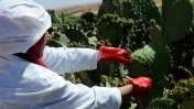 Maroc : Cactus et émancipation des femmes